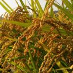 日本人がお米を大切にしてきた神様的な理由
